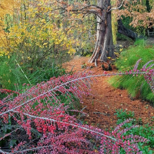 A lunchtime wonder. Botanic Gardens Cambridge. Love the autumn colours.#autumn #trees #botanigarde