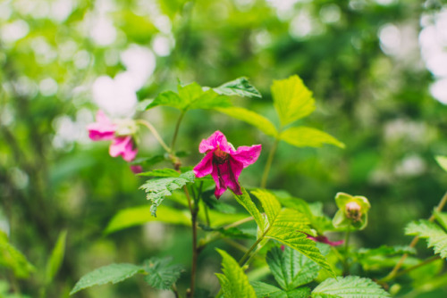 Salmonberry Blooms