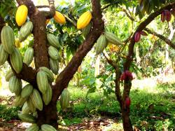 philippinespics: Cacao trees, Mindanao, Philippines 