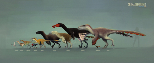 mariolanzas:Dromaeosauridae . Dinosaurs Comparison. ¨Raptors¨My art is available for prints, t-shirt