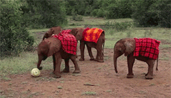 huffpostworld:  You could watch the World Cup… OR you could watch these adorable baby elephants playing soccer instead. 