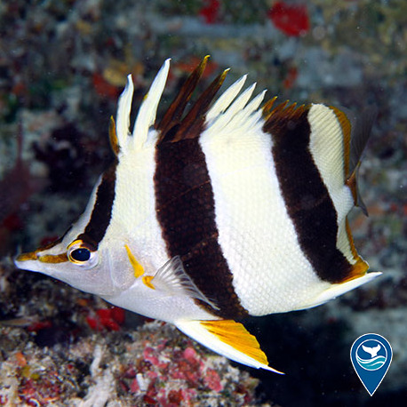 Basabe's butterflyfish was discovered in 2016 in Papahānaumokuākea Marine National Monument. 