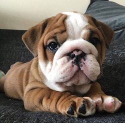 bulldogs omg