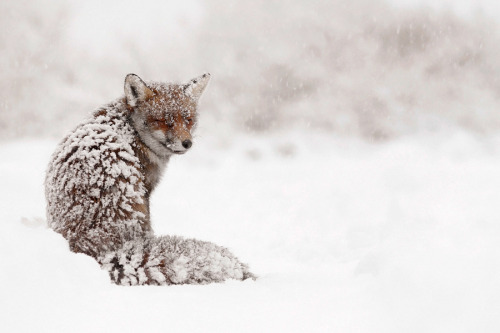 Porn Pics tulipnight:  Fox in the snow by Roeselien