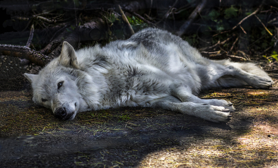 thatwanderinglonewolf:  By Sarah Milne