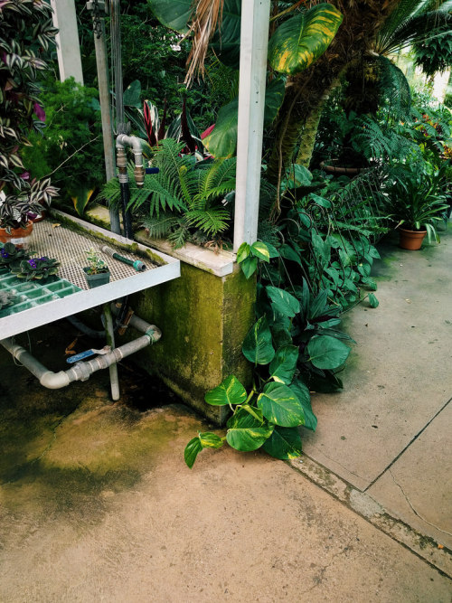 olena:The greenhouses at Ott’s Exotic Plants near Philly. I LOVE this place! It’s like a mini botani