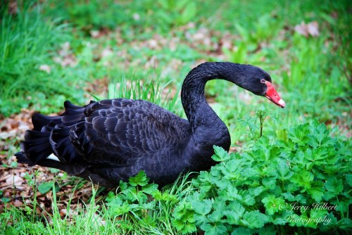 tiz-aves:[Genus] | CygnusThe genus Cygnus, more commonly known as swans is a small genus in the fami