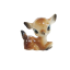 doliacuddles
