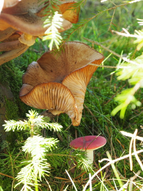 shroomlings:Mushroom gossip