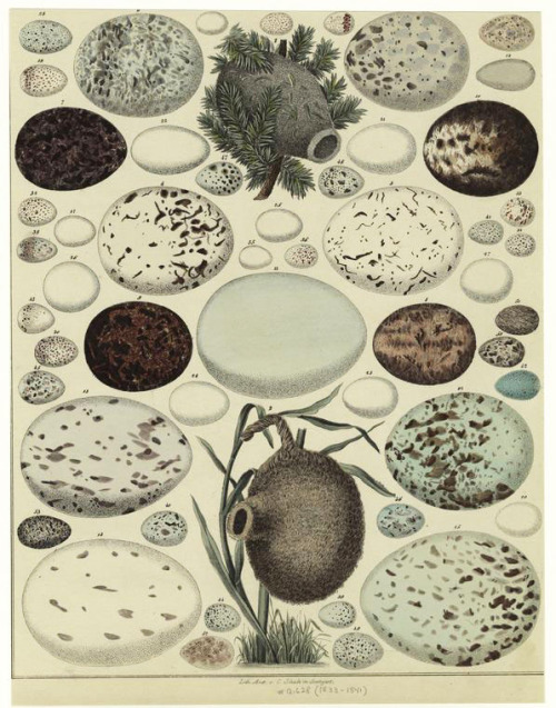 Birds Eggs and Nests, from the book Allgemeine Naturgeschichte für alle Stände, 1833-1841. Lithograp