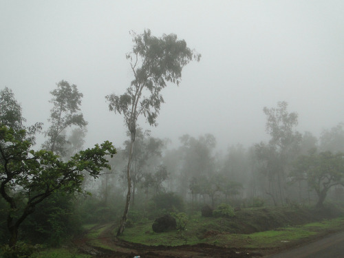 Mahabaleshwar forest is covered in dense fog by Ankur P on Flickr.