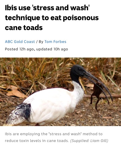 todaysbird:ritavonbees:good news!ALTwhy is this so fucking comicalALTALTALTyeah you must fucken …. you stress out the toad and then give it a rinse, voilahIbis add toxic cane toads to the menu with clever technique to eliminate poison firstthis