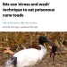 todaysbird:ritavonbees:good news!ALTwhy is this so fucking comicalALTALTALTyeah you must fucken …. you stress out the toad and then give it a rinse, voilahIbis add toxic cane toads to the menu with clever technique to eliminate poison firstthis