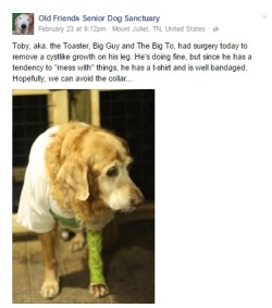 Old-Friends-Senior-Dog-Sanctuary:  The Best Trilogy 