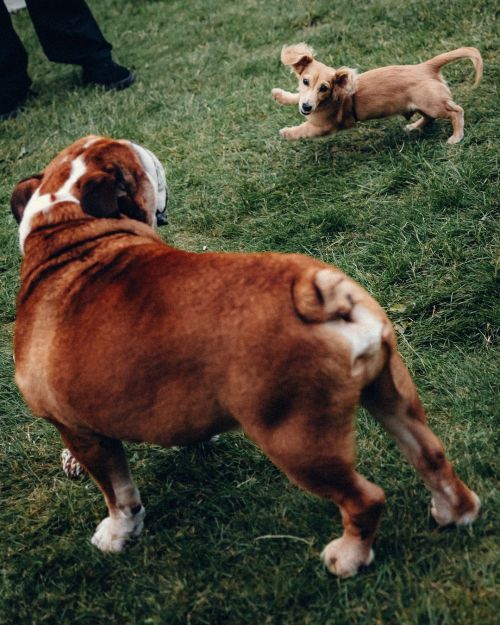 Charles_leclerc And Lewishamilton Dog Dads