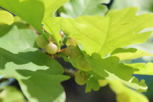 I’m growing some potted English oak trees and one of them has some of these cool little galls 