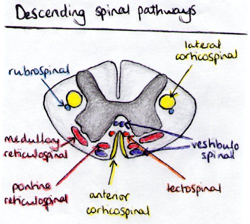 Descending tracts in the spinal cord. Descending tracts are generally motor, and are divided into py