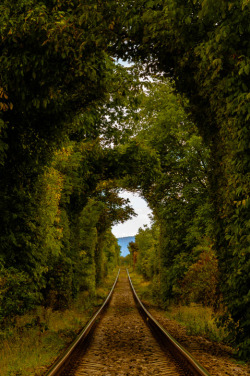canislupvs:   Railway - by : Petru Valentin