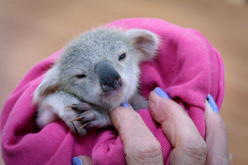 sink-the-dynasty:diaryofamanchild:magicalnaturetour:An adorable baby koala is seen enjoying a 