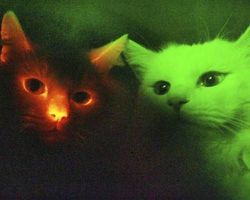 thesociallyanxiousrebel:supersciencegeek: wordswithkittywitch:  luciferlaughs: Scientists have discovered how to make glow-in-the-dark cats by  inserting the jellyfish genes that create fluorescent proteins into feline eggs. I needed to check that this