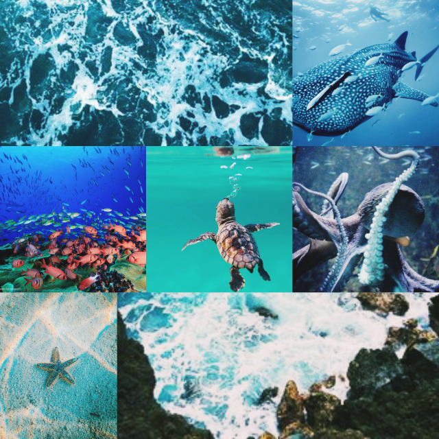 #sea turtle moodboard on Tumblr