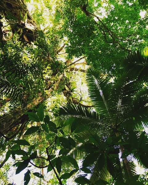 heroinsight:  Looking up into the canopy of the Daintree Tropical Rainforest, Queensland, Australia,