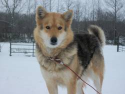 awwww-cute:  Belle, Our Husky/German Shepard Mix (Source: http://ift.tt/2jNLo87)