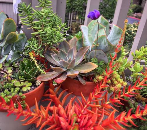 I love my patio succulent garden ❤️#itsthesimplethings #itbringsmejoy #succulents #patiogarden #rain