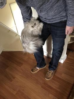 awwww-cute:  Sometimes Chaz gets really sad and goes into koala mode when Mom and Dad are about to leave. (Source: http://ift.tt/2FJ4RU7)