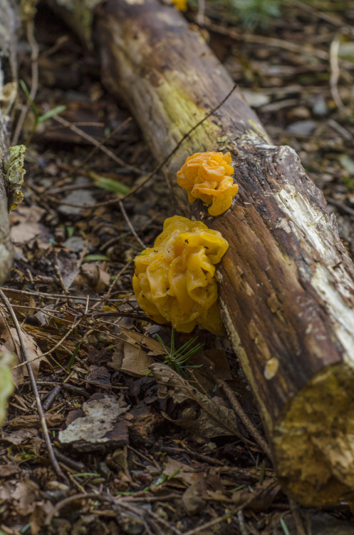 Witch&rsquo;s&rsquo; Butter (Tremella mesenterica)