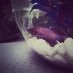 On a less pathetic note, here is a little Betta fish I got for myself yesterday!