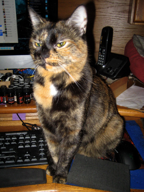 This is Harley. Sometimes, she comes and sits on my mouse (so I can’t use it), and gazes seren