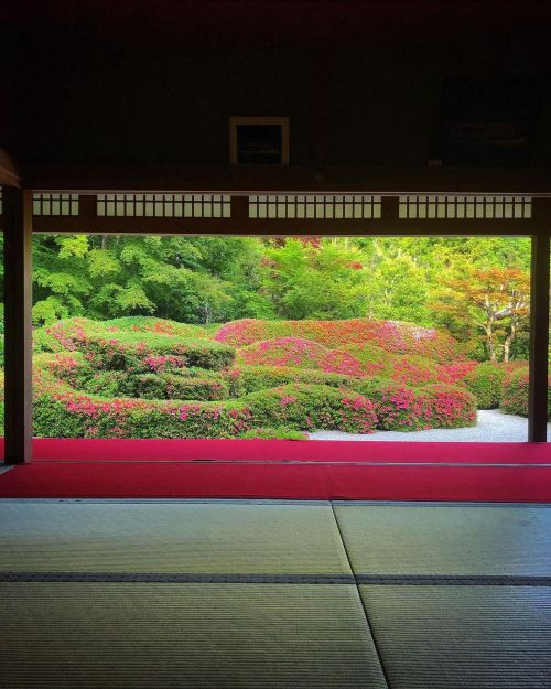 大池寺庭園 [ 滋賀県甲賀市 ] Daichi-ji Temple Garden, Koka, Shiga の写真・記事を更新しました。 ーー日本国内屈指のサツキの大刈込庭園！水口城を築城した #小堀