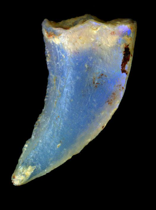 unearthedgemstones:kitchenwitchcraft:Dinosaur tooth, not only fossilised, but opalised too. Normal g