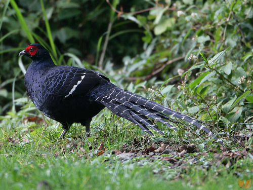 MIKADO PHEASANTSyrmaticus mikado©Snowyowls top ©Robert tdc bottomThe Mikado pheasant is en