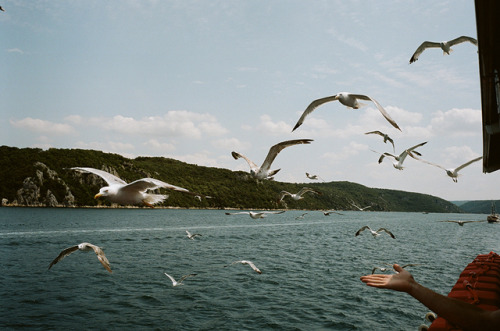 dritter-mann:“Feeding the Birds”Croatia - 2019Leica M6 - Kodak Portra 160