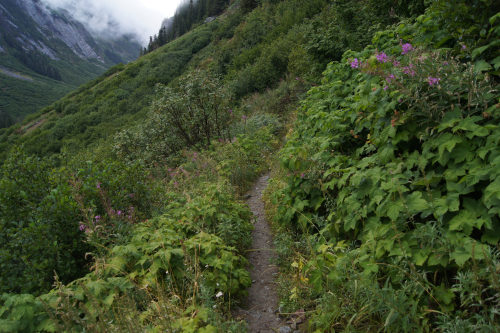 Trail back home by Karl Vietnieks