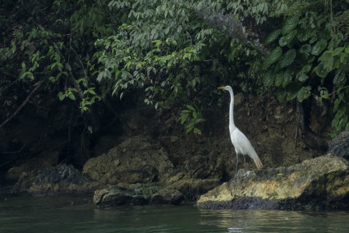Great white egret - Rio Dulce - Guatemala by wietsej https://flic.kr/p/2hoxPs2