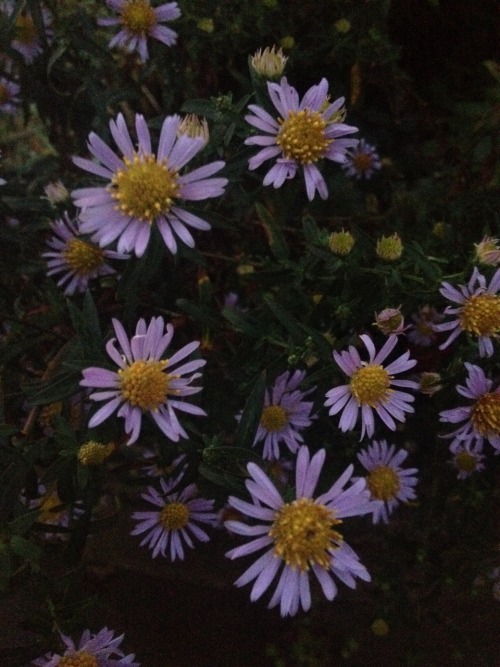 treesenpai:  these flowers help to cheer me up in the morning