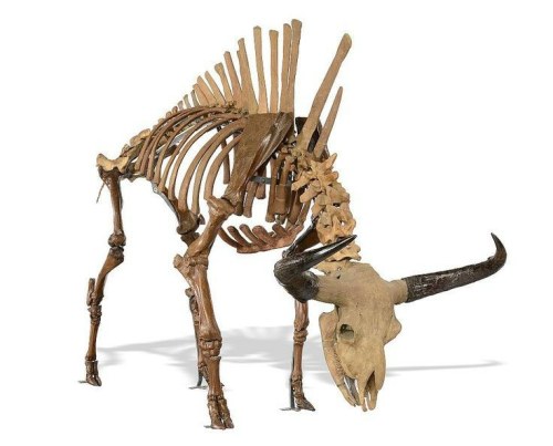 wild-west-wind:prehistoriceurope:Skeleton of the now extinct aurochWOW They look so much like bison 
