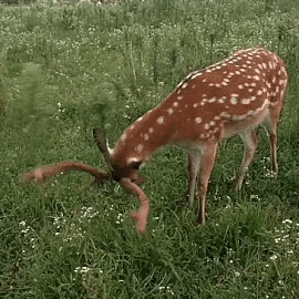 Deer Therian