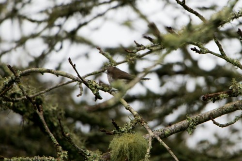 wavelasso:Grey Warbler