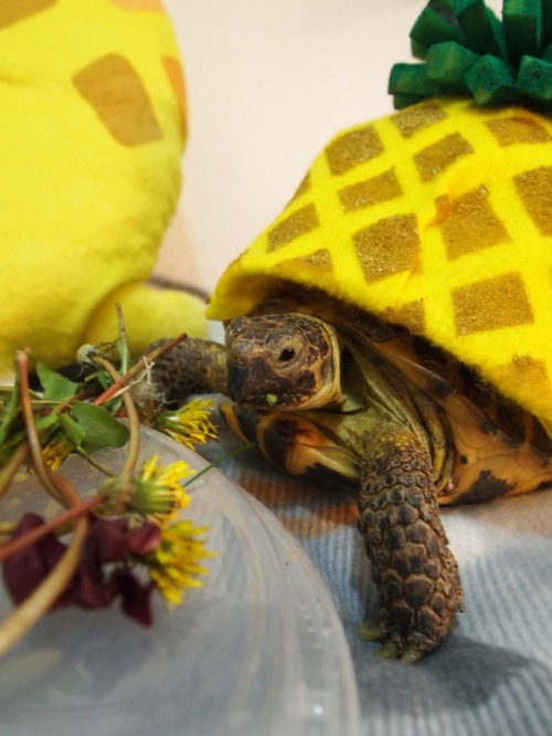 tort-time:  This year, in honor of the upcoming @psych_usa movie, Zoya decided to dress up as a Pine