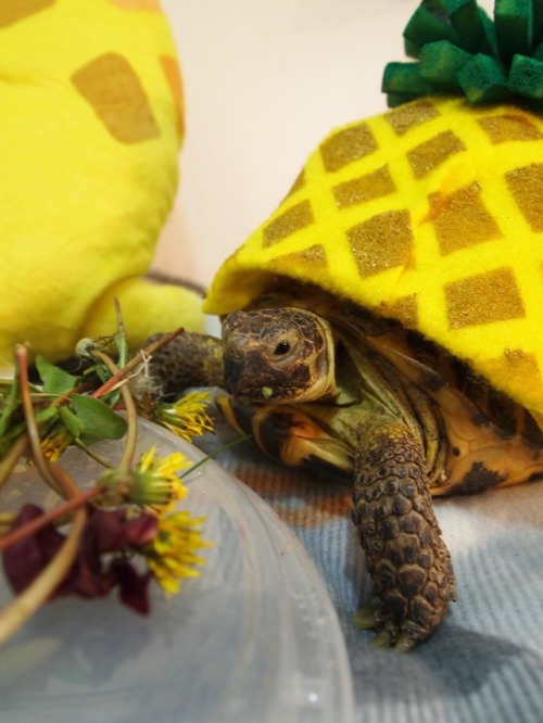 tort-time: This year, in honor of the upcoming @psych_usa movie, Zoya decided to dress up as a Pine