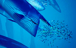 yocalio:          AB: Ocean                      ZÛ: Deep   