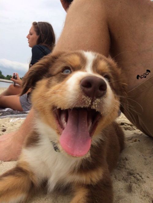 babyanimalgifs:  his first time at the beach