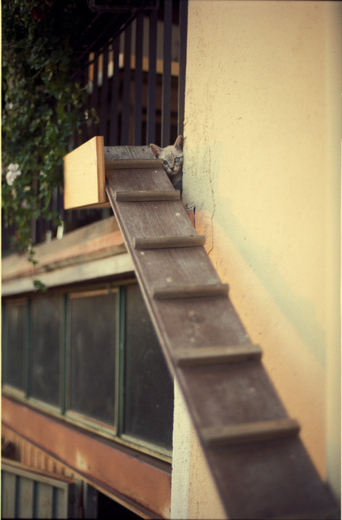 catsbeaversandducks:  “Hey, kid!… Psst!… Wanna buy some catnip?” (Please click on each photo for sources)