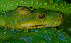 reptiglo:  Green Tree Python (Morelia viridis)