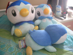 meet my piplup brood 