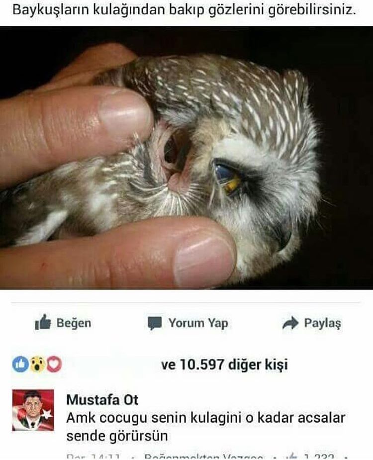 Baykuşların kulağından...